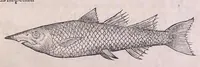 An illustration from Nomenclator aquatilium animantium : Icones animalium in mari et dulcibus aquis degentium plus quam DCC. cum nomenclaturis singulorum Latinis, Graecis, Italicis, Hispanicis, Gallicis, Germanicis, Anglicis, alijsq́[ue] interdum, per certos ordines digestae ... (1606)