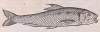 An illustration from Nomenclator aquatilium animantium : Icones animalium in mari et dulcibus aquis degentium plus quam DCC. cum nomenclaturis singulorum Latinis, Graecis, Italicis, Hispanicis, Gallicis, Germanicis, Anglicis, alijsq́[ue] interdum, per certos ordines digestae ... (1606)