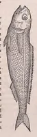 Picture 4 of 97 from Nomenclator aquatilium animantium : Icones animalium in mari et dulcibus aquis degentium plus quam DCC. cum nomenclaturis singulorum Latinis, Graecis, Italicis, Hispanicis, Gallicis, Germanicis, Anglicis, alijsq́[ue] interdum, per certos ordines digestae ... (1606), leaf 36