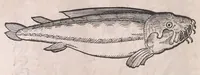 An illustration from Nomenclator aquatilium animantium : Icones animalium in mari et dulcibus aquis degentium plus quam DCC. cum nomenclaturis singulorum Latinis, Graecis, Italicis, Hispanicis, Gallicis, Germanicis, Anglicis, alijsq́[ue] interdum, per certos ordines digestae ... (1606)