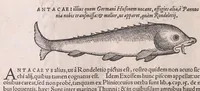 An illustration from Nomenclator aquatilium animantium : Icones animalium in mari et dulcibus aquis degentium plus quam DCC. cum nomenclaturis singulorum Latinis, Graecis, Italicis, Hispanicis, Gallicis, Germanicis, Anglicis, alijsq́[ue] interdum, per certos ordines digestae ... (1606)