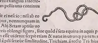 Picture 92 of 97 from Nomenclator aquatilium animantium : Icones animalium in mari et dulcibus aquis degentium plus quam DCC. cum nomenclaturis singulorum Latinis, Graecis, Italicis, Hispanicis, Gallicis, Germanicis, Anglicis, alijsq́[ue] interdum, per certos ordines digestae ... (1606), leaf 381