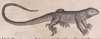 An illustration from Nomenclator aquatilium animantium : Icones animalium in mari et dulcibus aquis degentium plus quam DCC. cum nomenclaturis singulorum Latinis, Graecis, Italicis, Hispanicis, Gallicis, Germanicis, Anglicis, alijsq́[ue] interdum, per certos ordines digestae ... (1606)
