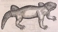 An illustration from Nomenclator aquatilium animantium : Icones animalium in mari et dulcibus aquis degentium plus quam DCC. cum nomenclaturis singulorum Latinis, Graecis, Italicis, Hispanicis, Gallicis, Germanicis, Anglicis, alijsq́[ue] interdum, per certos ordines digestae ... (1606)