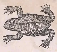 An illustration from Nomenclator aquatilium animantium : Icones animalium in mari et dulcibus aquis degentium plus quam DCC. cum nomenclaturis singulorum Latinis, Graecis, Italicis, Hispanicis, Gallicis, Germanicis, Anglicis, alijsq́[ue] interdum, per certos ordines digestae ... (1606)