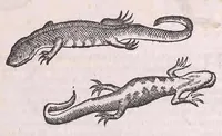 An illustration from Nomenclator aquatilium animantium : Icones animalium in mari et dulcibus aquis degentium plus quam DCC. cum nomenclaturis singulorum Latinis, Graecis, Italicis, Hispanicis, Gallicis, Germanicis, Anglicis, alijsq́[ue] interdum, per certos ordines digestae ... (1606)