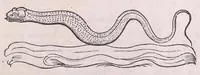 An illustration from Nomenclator aquatilium animantium : Icones animalium in mari et dulcibus aquis degentium plus quam DCC. cum nomenclaturis singulorum Latinis, Graecis, Italicis, Hispanicis, Gallicis, Germanicis, Anglicis, alijsq́[ue] interdum, per certos ordines digestae ... (1606)