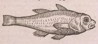 An illustration from Nomenclator aquatilium animantium : Icones animalium in mari et dulcibus aquis degentium plus quam DCC. cum nomenclaturis singulorum Latinis, Graecis, Italicis, Hispanicis, Gallicis, Germanicis, Anglicis, alijsq́[ue] interdum, per certos ordines digestae ... (1606)