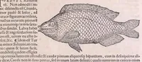 Picture 5 of 97 from Nomenclator aquatilium animantium : Icones animalium in mari et dulcibus aquis degentium plus quam DCC. cum nomenclaturis singulorum Latinis, Graecis, Italicis, Hispanicis, Gallicis, Germanicis, Anglicis, alijsq́[ue] interdum, per certos ordines digestae ... (1606), leaf 46