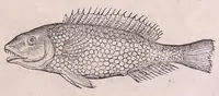 Picture 6 of 97 from Nomenclator aquatilium animantium : Icones animalium in mari et dulcibus aquis degentium plus quam DCC. cum nomenclaturis singulorum Latinis, Graecis, Italicis, Hispanicis, Gallicis, Germanicis, Anglicis, alijsq́[ue] interdum, per certos ordines digestae ... (1606), leaf 46