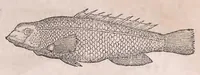 An illustration from Nomenclator aquatilium animantium : Icones animalium in mari et dulcibus aquis degentium plus quam DCC. cum nomenclaturis singulorum Latinis, Graecis, Italicis, Hispanicis, Gallicis, Germanicis, Anglicis, alijsq́[ue] interdum, per certos ordines digestae ... (1606)