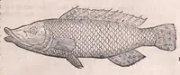 An illustration from Nomenclator aquatilium animantium : Icones animalium in mari et dulcibus aquis degentium plus quam DCC. cum nomenclaturis singulorum Latinis, Graecis, Italicis, Hispanicis, Gallicis, Germanicis, Anglicis, alijsq́[ue] interdum, per certos ordines digestae ... (1606)