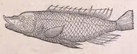 Picture 9 of 97 from Nomenclator aquatilium animantium : Icones animalium in mari et dulcibus aquis degentium plus quam DCC. cum nomenclaturis singulorum Latinis, Graecis, Italicis, Hispanicis, Gallicis, Germanicis, Anglicis, alijsq́[ue] interdum, per certos ordines digestae ... (1606), leaf 50