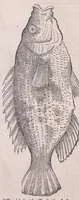 An illustration from Nomenclator aquatilium animantium : Icones animalium in mari et dulcibus aquis degentium plus quam DCC. cum nomenclaturis singulorum Latinis, Graecis, Italicis, Hispanicis, Gallicis, Germanicis, Anglicis, alijsq́[ue] interdum, per certos ordines digestae ... (1606)