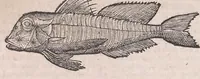 Picture 11 of 97 from Nomenclator aquatilium animantium : Icones animalium in mari et dulcibus aquis degentium plus quam DCC. cum nomenclaturis singulorum Latinis, Graecis, Italicis, Hispanicis, Gallicis, Germanicis, Anglicis, alijsq́[ue] interdum, per certos ordines digestae ... (1606), leaf 71
