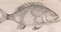 An illustration from Nomenclator aquatilium animantium : Icones animalium in mari et dulcibus aquis degentium plus quam DCC. cum nomenclaturis singulorum Latinis, Graecis, Italicis, Hispanicis, Gallicis, Germanicis, Anglicis, alijsq́[ue] interdum, per certos ordines digestae ... (1606)
