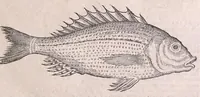 An illustration from Nomenclator aquatilium animantium : Icones animalium in mari et dulcibus aquis degentium plus quam DCC. cum nomenclaturis singulorum Latinis, Graecis, Italicis, Hispanicis, Gallicis, Germanicis, Anglicis, alijsq́[ue] interdum, per certos ordines digestae ... (1606)