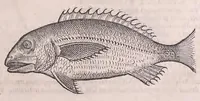 An illustration from Nomenclator aquatilium animantium : Icones animalium in mari et dulcibus aquis degentium plus quam DCC. cum nomenclaturis singulorum Latinis, Graecis, Italicis, Hispanicis, Gallicis, Germanicis, Anglicis, alijsq́[ue] interdum, per certos ordines digestae ... (1606)