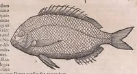 Picture 15 of 97 from Nomenclator aquatilium animantium : Icones animalium in mari et dulcibus aquis degentium plus quam DCC. cum nomenclaturis singulorum Latinis, Graecis, Italicis, Hispanicis, Gallicis, Germanicis, Anglicis, alijsq́[ue] interdum, per certos ordines digestae ... (1606), leaf 78