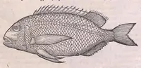 An illustration from Nomenclator aquatilium animantium : Icones animalium in mari et dulcibus aquis degentium plus quam DCC. cum nomenclaturis singulorum Latinis, Graecis, Italicis, Hispanicis, Gallicis, Germanicis, Anglicis, alijsq́[ue] interdum, per certos ordines digestae ... (1606)