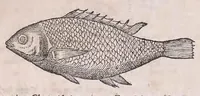 An illustration from Nomenclator aquatilium animantium : Icones animalium in mari et dulcibus aquis degentium plus quam DCC. cum nomenclaturis singulorum Latinis, Graecis, Italicis, Hispanicis, Gallicis, Germanicis, Anglicis, alijsq́[ue] interdum, per certos ordines digestae ... (1606)