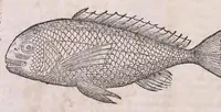 Picture 18 of 97 from Nomenclator aquatilium animantium : Icones animalium in mari et dulcibus aquis degentium plus quam DCC. cum nomenclaturis singulorum Latinis, Graecis, Italicis, Hispanicis, Gallicis, Germanicis, Anglicis, alijsq́[ue] interdum, per certos ordines digestae ... (1606), leaf 81