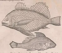 An illustration from Nomenclator aquatilium animantium : Icones animalium in mari et dulcibus aquis degentium plus quam DCC. cum nomenclaturis singulorum Latinis, Graecis, Italicis, Hispanicis, Gallicis, Germanicis, Anglicis, alijsq́[ue] interdum, per certos ordines digestae ... (1606)