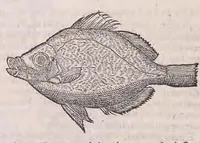 An illustration from Nomenclator aquatilium animantium : Icones animalium in mari et dulcibus aquis degentium plus quam DCC. cum nomenclaturis singulorum Latinis, Graecis, Italicis, Hispanicis, Gallicis, Germanicis, Anglicis, alijsq́[ue] interdum, per certos ordines digestae ... (1606)