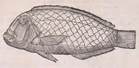 Picture 21 of 97 from Nomenclator aquatilium animantium : Icones animalium in mari et dulcibus aquis degentium plus quam DCC. cum nomenclaturis singulorum Latinis, Graecis, Italicis, Hispanicis, Gallicis, Germanicis, Anglicis, alijsq́[ue] interdum, per certos ordines digestae ... (1606), leaf 93