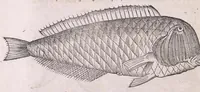 Picture 22 of 97 from Nomenclator aquatilium animantium : Icones animalium in mari et dulcibus aquis degentium plus quam DCC. cum nomenclaturis singulorum Latinis, Graecis, Italicis, Hispanicis, Gallicis, Germanicis, Anglicis, alijsq́[ue] interdum, per certos ordines digestae ... (1606), leaf 93