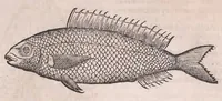 Picture 23 of 97 from Nomenclator aquatilium animantium : Icones animalium in mari et dulcibus aquis degentium plus quam DCC. cum nomenclaturis singulorum Latinis, Graecis, Italicis, Hispanicis, Gallicis, Germanicis, Anglicis, alijsq́[ue] interdum, per certos ordines digestae ... (1606), leaf 98