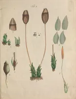 An illustration from Observationum botanicarum fasciculus primus (1802)