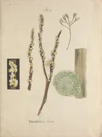 An illustration from Observationum botanicarum fasciculus primus (1802)