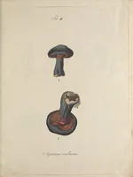 Picture 3 of 7 from Observationum botanicarum fasciculus primus (1802), leaf 29