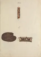 An illustration from Observationum botanicarum fasciculus primus (1802)