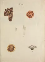 An illustration from Observationum botanicarum fasciculus primus (1802)