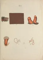 Picture 7 of 7 from Observationum botanicarum fasciculus primus (1802), leaf 41