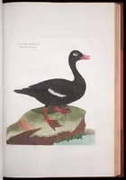 An illustration from Ornithologie (1773)