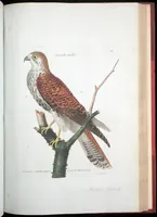 An illustration from Ornithologie (1773)