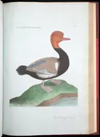 An illustration from Ornithologie (1773)