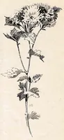 An illustration from Paint and Clay Club's Exhibition of 1894 (1894)