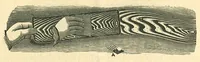 Picture 7 of 16 from Perforated Metallic Graining Tools (1890), leaf 9