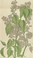 An illustration from Peterson's Magazine July to December 1888 [Fashion and fancy work pages] (1888)
