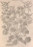 An illustration from Petri Andreæ Matthioli Senensis medici, Commentarii in sex libros Pedacii Dioscoridis Anazarbei De medica materia (1565)