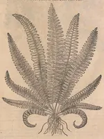 An illustration from Petri Andreæ Matthioli Senensis medici, Commentarii in sex libros Pedacii Dioscoridis Anazarbei De medica materia (1565)