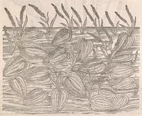 An illustration from Petri Andreæ Matthioli Senensis medici, Commentarii in sex libros Pedacii Dioscoridis Anazarbei De medica materia (1565)