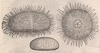 An illustration from Petri Andreæ Matthioli Senensis medici, Commentarii in sex libros Pedacii Dioscoridis Anazarbei De medica materia (1565)