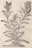 An illustration from Petri Andreæ Matthioli Senensis medici, Commentarii in sex libros Pedacii Dioscoridis Anazarbei De medica materia (1565)