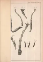 An illustration from Philosophical transactions of the Royal Society of London (1666)