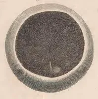 Picture 7 of 10 from Philosophical transactions of the Royal Society of London (1666), leaf 465